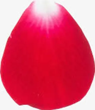 花瓣玫瑰花瓣红色免抠