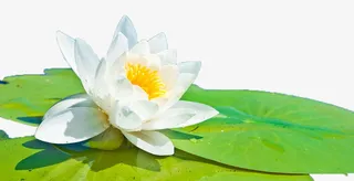 绽放白色睡莲带叶子免抠