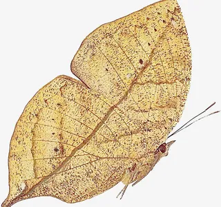 像树叶的枯叶蝶免抠