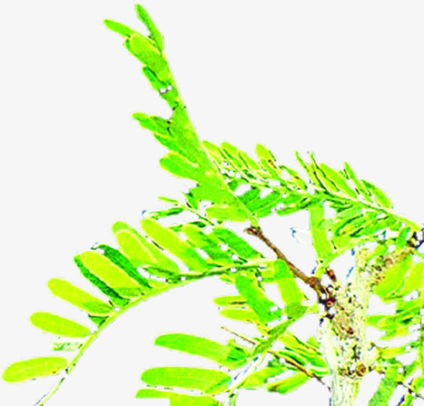 绿色树枝美景清新免抠