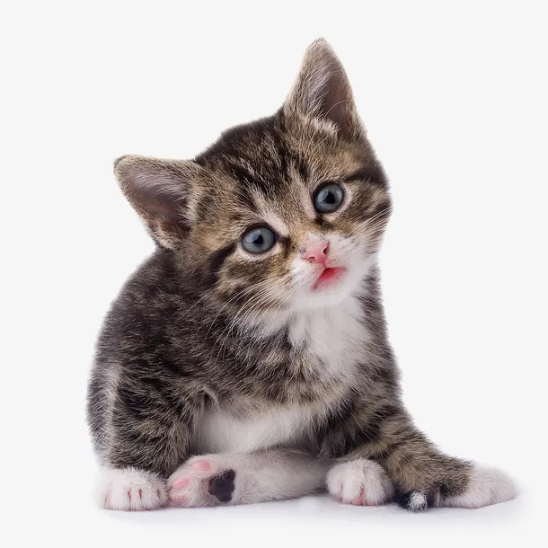 蓝猫 俄罗斯猫 胖猫 黑白猫免抠