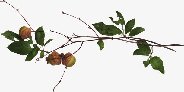 手绘树叶元素树叶飘落图片素材免抠