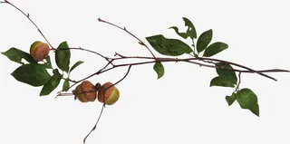 手绘树叶元素树叶飘落图片素材免抠