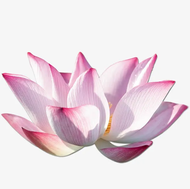 荷花花瓣免抠