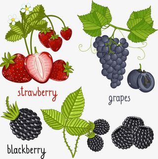 矢量葡萄水果免抠