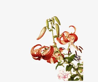 红色狗尾花花枝绿叶免抠