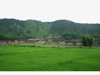 乡间的稻田免抠