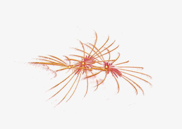 喜庆炸开的烟花元素免抠