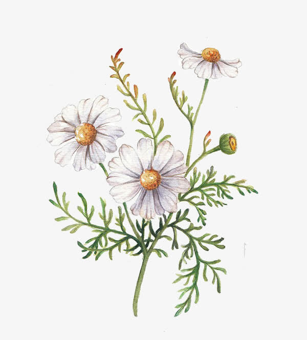 手绘水墨合成白色的菊花免抠