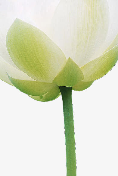 白色莲花免抠