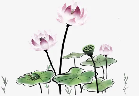 手绘荷花免抠