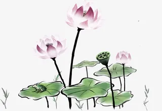 手绘荷花免抠