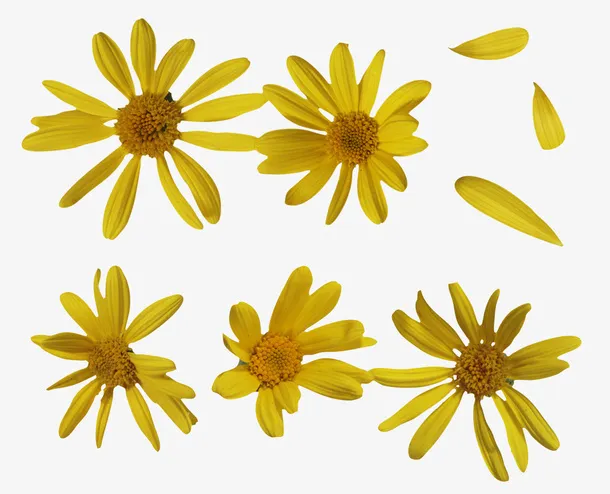 黄色雏菊及雏菊花瓣免抠