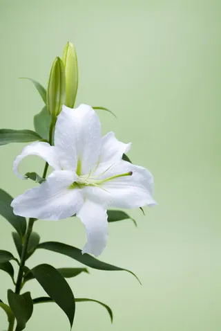 百合花绿色植物小清新免抠