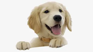 探头张望的狗狗免抠