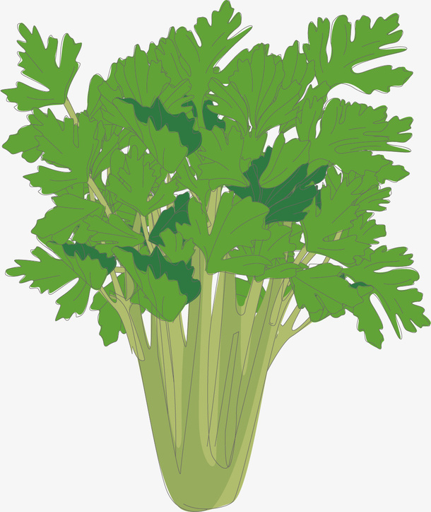 绿色密集的矢量芹菜免抠