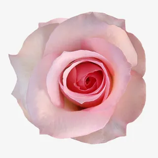 花瓣花蕊鲜红花植物免抠