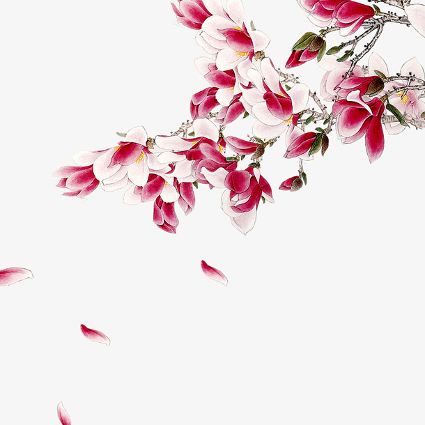 花枝免抠