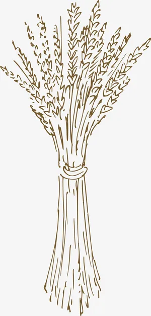 素描稻穗果实免抠