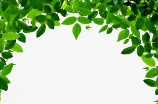 绿色清爽树叶美景春季免抠