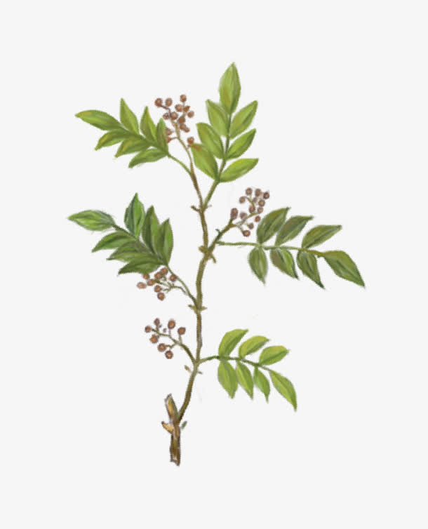 鼠绘花椒树免抠