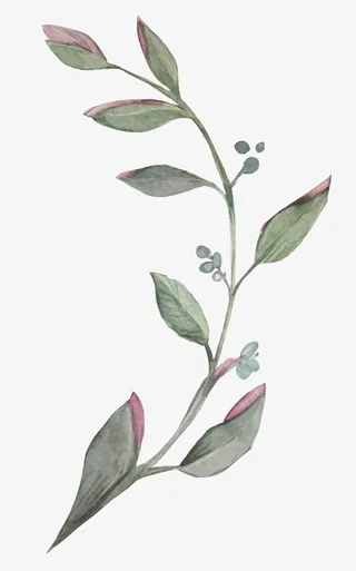 手绘水彩植物树叶绿叶免抠