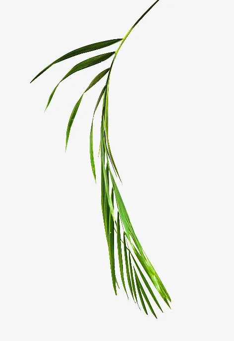 绿色背景植物