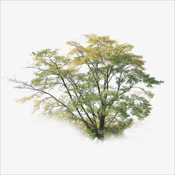 大树免抠