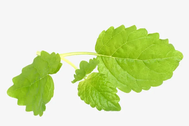 香茅高清素材免抠