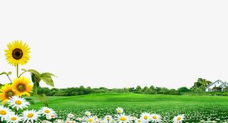 草地花朵背景素材