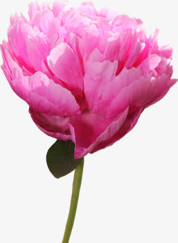 粉色月季花免抠