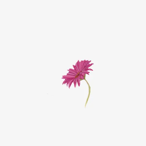 一朵小菊花红色花朵免抠