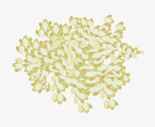 金桂花瓣矢量免抠