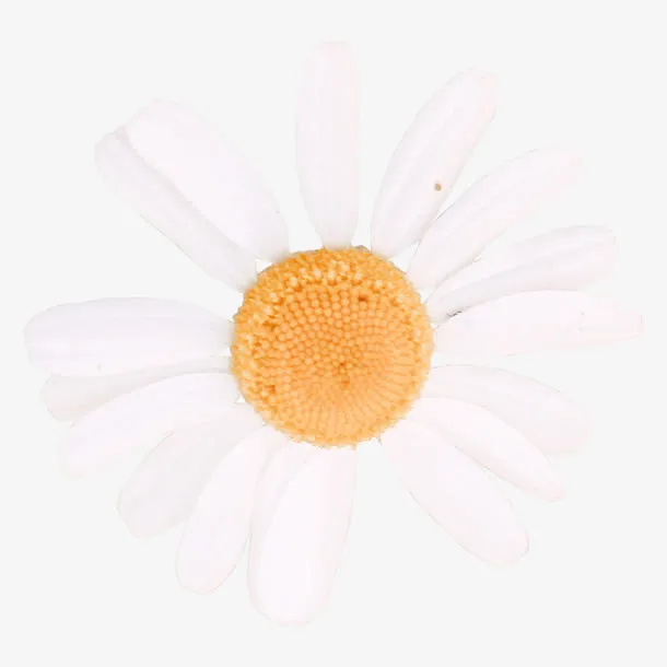 白色雏菊元素免抠