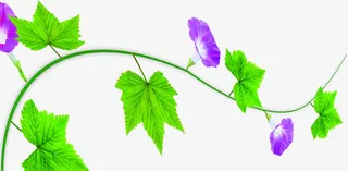 紫色春天牵牛花装饰免抠