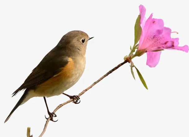 花上的鸟儿免抠