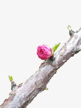 桃花枝干含苞免抠