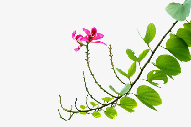 绿叶上的紫荆图片素材免抠