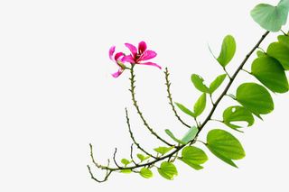 绿叶上的紫荆图片素材免抠
