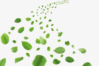 漂浮树叶免抠