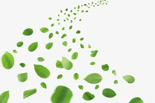 漂浮树叶免抠