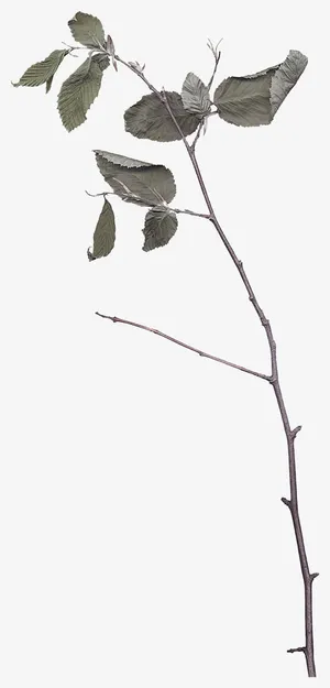 节日装饰复古花纹元素免抠