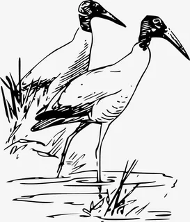 两只水边的白鹭免抠