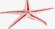 夏日海滩海星素材免抠