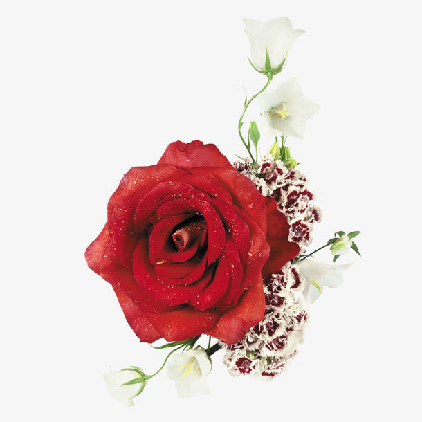 深红色玫瑰花免抠素材免抠