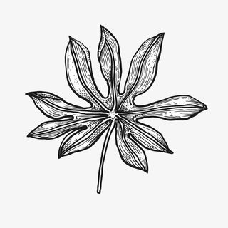 文艺清新花草海报设计装饰黑白花免抠