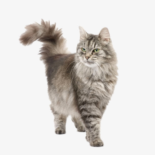 竖起毛发的花猫免抠