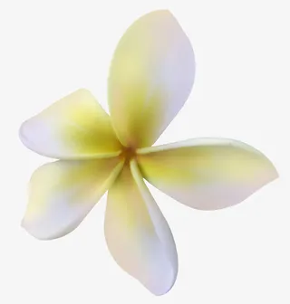 鸡蛋花黄白色卡通免抠