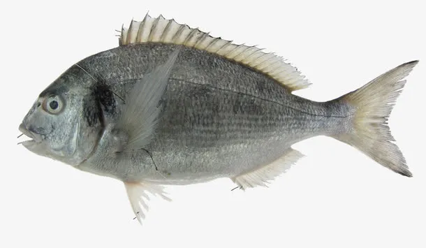 海鲜鱼食材摄影免抠