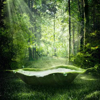 绿色自然莲蓬背景高清